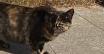寒くなってきた頃、突然『家の庭に来るようになった野良猫』…『涙あふれるエピソード』に感動の声続出「出会えてよかった」「ありがとう」