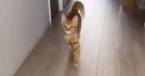 嬉しいことがあった茶トラ猫→『走り方』が……思わず笑顔になる『可愛すぎる瞬間』が109万再生「前足の動かし方が絶妙ｗ」「ほっこりした」