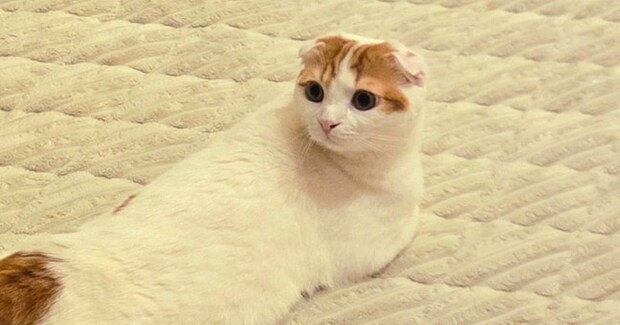 あまりにも『難解な体勢』でくつろいでいた猫→角度を変えて撮影するも…まさかの光景が160万表示「新種の生き物みたいw」「何が何やらw」