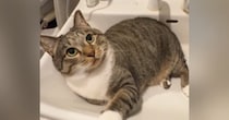 洗面台の上からどかない猫→水を出してみた結果…微笑ましすぎる光景が750万再生の大反響「ニヤニヤしちゃうやつｗ」「強い意志を感じる」