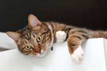 猫がいつの間にか『上に乗っている家電』5選　起こりうるトラブルや防ぐための改善策