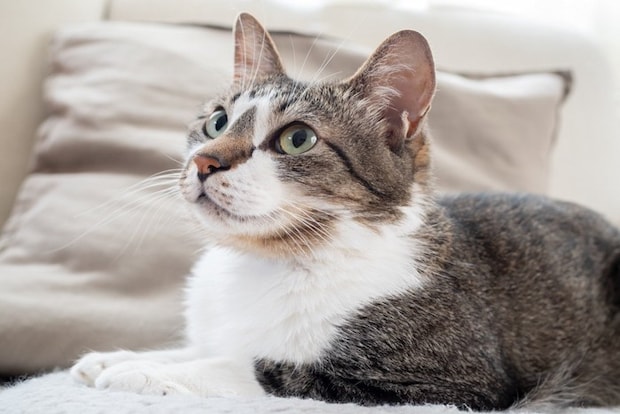 ソファの上の猫