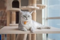 猫に『信用できない人』と思われてしまう人の特徴4つ　見直したいポイントや信頼を得るコツも解説