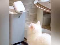 ごはんが出てくる3分前、猫が自動給餌器の前に来て…『必死に訴える光景』が可愛すぎると78万再生「時計読めるんじゃない？」「圧がすごい」