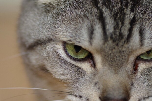 きりっとした表情の猫