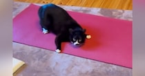 ヨガマットの上で『はしゃぐ猫』→飼い主さんの方に駆け寄ってきて…可愛すぎる行動が36万再生「堪能した後にｗ」「めっちゃ楽しそうｗ」