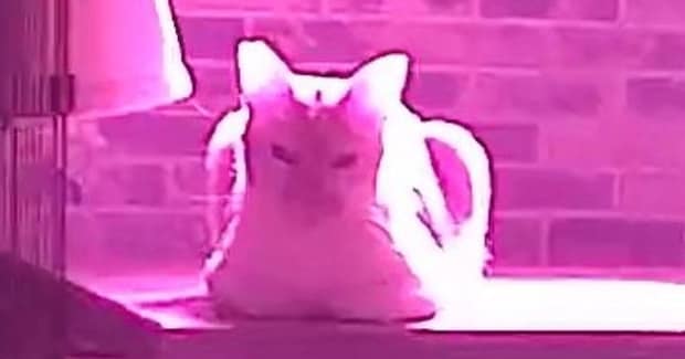 留守番中の猫たちを見ようと、『見守りカメラ』を確認したら…普段とは違う『衝撃の光景』に「大人の猫カフェｗ」「最高すぎるｗ」と４万いいね