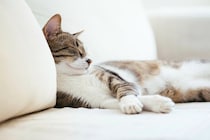 猫が『死んだふり』のように動かなくなる理由5つ　考えられる心理や対処法も解説