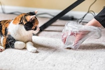 猫がごはんを『吐き戻し』してしまう理由4つ　考えられる背景や適切な対処法