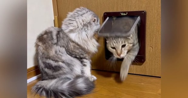 猫ドアの前で待機していた猫→『2匹の同居猫』がやって来ると…理不尽すぎる行動が183万再生「違いは何なのだｗ」「厳しいねえｗ」