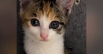 パッチリお目目でカメラを見つめる三毛子猫→『4年後』…尊すぎる『ビフォーアフター』が34万再生「永遠のプリンセス」「ずっと赤ちゃん」