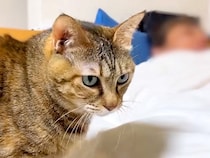 パパにナデナデしてもらう猫→もっと甘えたいのに、ベッドで寝てしまい…いじらしすぎる『最終手段』に反響「癖強超かわいい」「独特な甘え方ｗ」