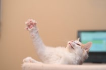 猫が『片手をあげている』ときの理由3つ　放っておいて大丈夫？注意すべきケースも