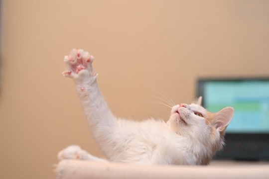 猫が『片手をあげている』ときの理由3つ 放っておいて大丈夫?注意すべきケースも