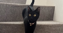 生まれて初めて『階段』を利用した黒猫→あまりにも綺麗すぎる姿勢に「モデルさんみたい」「ほんとにスタイルいいね」とSNSで反響