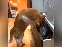 引き出しが開いているのを不思議に思っていたら、ネコが…華麗すぎる『犯行現場』が23万再生「見物に来てるのも面白い」「必死さが伝わる」