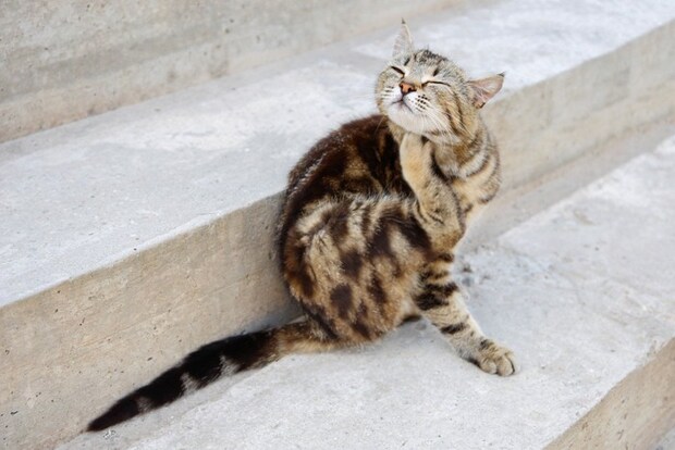 首を掻いている猫