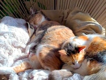 トライアル８日目の新入り猫→椅子の上を見ると、先住猫と一緒に…あまりにも『素敵な光景』が79万再生「姉妹か親子にしか見えぬ」「尊い」