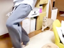 高校生の男の子と追いかけっこするネコ→どちらも楽しそうで…あまりにも尊い『家族愛を感じる光景』に反響「変わらない関係尊い」「相思相愛」