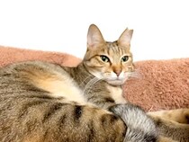 パパのことが大好きな猫→起きてきたパパに名前を呼ばれると…喜びのあまり見せた『愛情表現』に反響「見ている私も幸せ」「歓喜の舞」