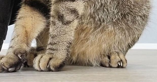 玄関チャイムに驚いた『キジトラ猫』→とっさに隠れた『場所』が…まさかの光景に5万いいね「頭隠して尻隠さずw」「一番安全w」と話題