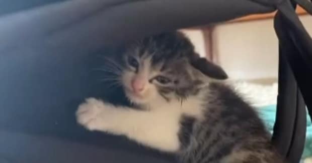 出勤途中で『車に轢かれそうになっていた子猫』を保護…少しずつ『変化していく様子』に涙が出ると26万再生「ありがとう」「助かって良かった」