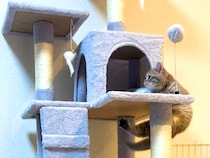 キャットタワーに登りたい子猫→ジャンプするのかと思いきや、前足で…『予想外の行動』に「運動神経いいな」「いい筋トレになってる」と反響