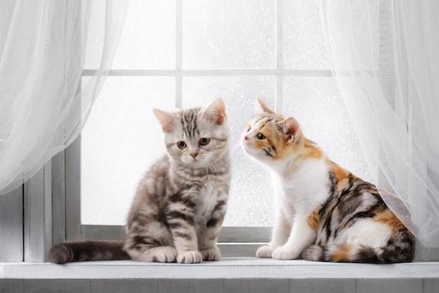 窓辺に座る2匹の子猫