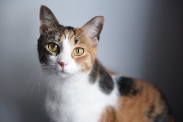 ジッと正面を見つめる猫