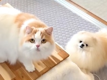 猫と犬にコタツを手作りしてあげた結果→大はしゃぎして…『ずっと見ていたくなる光景』に「ウキウキワクワクが伝わってくる」「幸福」と反響