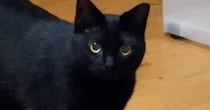 飼い主さんに『名前を呼ばれた黒猫』→次の瞬間…可愛すぎる『お返事』に悶絶の声「たまらん」「アニメから出てきたみたい」と41万再生