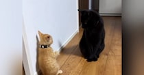 先輩猫にパンチを当てようと『立ち上がった子猫』→次の瞬間…可愛すぎる『まさかの動き』が27万再生「必死感がたまらん」「笑った」