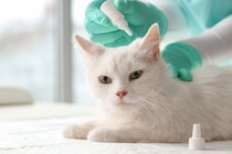 室内猫にも『寄生虫予防』が必要な理由3つ　見落としがちな感染経路や予防法も解説