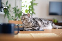 猫が絶対に口にしてはいけない『危ない飲み物』5選　命に関わるリスクや誤飲時の対処法も解説