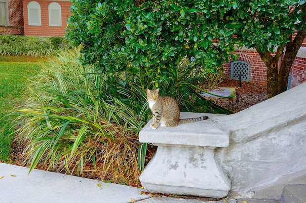 キャンパスにいる猫