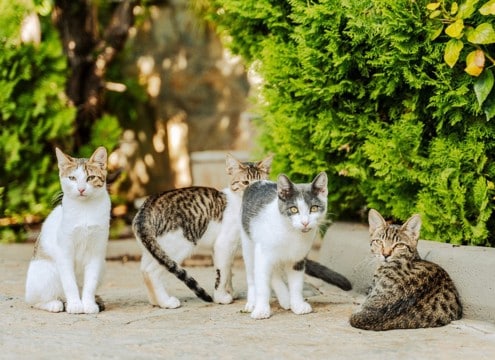 戦禍を逃れて「安全なキャンパス」へ! 約1600匹の保護猫たちが暮らす大学構内 レバノン