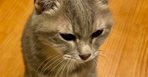 16歳のおじいちゃん猫→飼い主さんに気付いてほしくて…尊すぎる『控え目なアピール』に３万いいね「なんて可愛らしい」「何でも聞きたくなる」