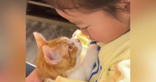 子猫のことが大好きな女の子→抱っこして顔を近づけると…幸せいっぱいの『尊すぎる光景』が102万再生「通じ合ってる」「涙が出た」