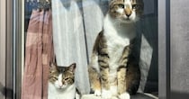 窓の外を眺める2匹の猫→『1時間』も同じ状態で……ほっこりするエピソードに３万いいね「私も絶対しちゃうｗ」「アイドル気分だねｗ」