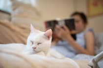 猫が『放っておいて』と思っているときのサイン5選　考えられる理由から正しい接し方まで