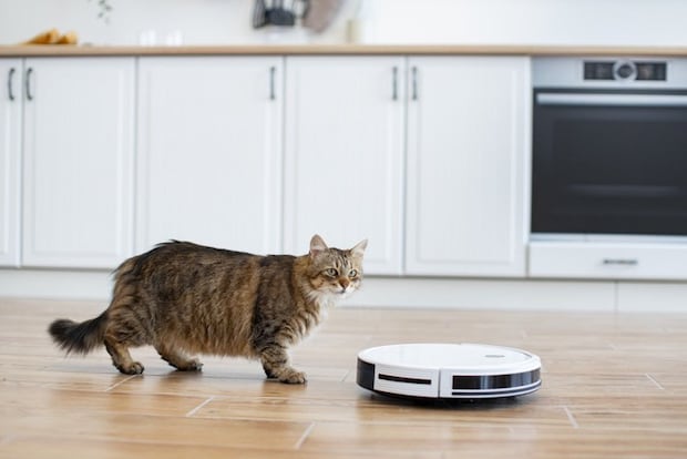 お掃除ロボットを見る猫