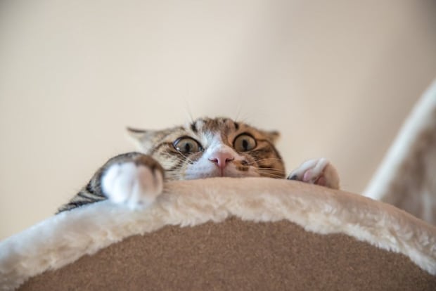 高い位置から見下ろす猫