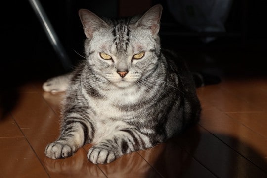 『元野良猫を家猫』として迎えるときのポイント5つ　慣れてもらうコツや配慮すべきことも