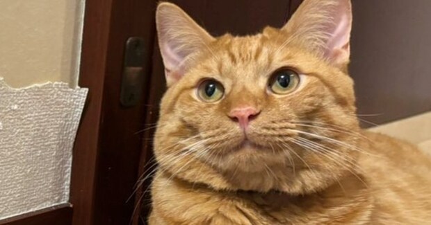 猫がボロボロに破いた『壁のカタチ』を見た結果…まさかの光景に驚きが隠せないと６万いいね「芸術センスありすぎ」「上手にできたねｗ」