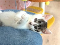 元気いっぱい遊ぶ保護子猫→お膝の上で仰向けになると…『可愛すぎる瞬間』に癒される人続出「ほっこりした」「電池切れで笑った」