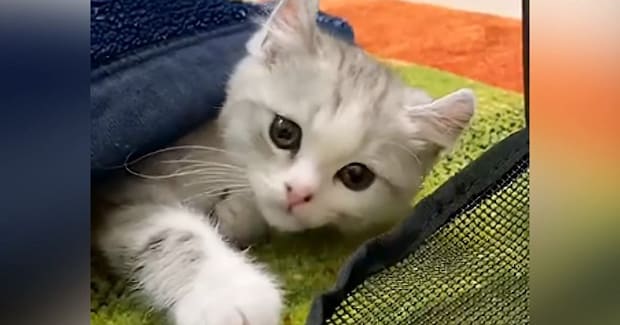 ママのとなりで『ゴロゴロ』と喉を鳴らしながら寝ていた子猫が…尊すぎる瞬間が18万再生「凄いエンジン搭載してる」「ひゃ〜〜可愛い」