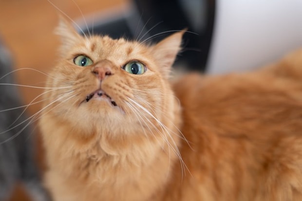 長毛猫の顎の下