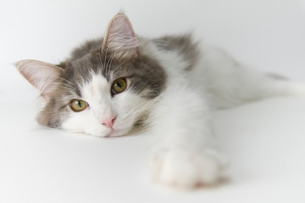 ノルウェージャンフォレストキャット