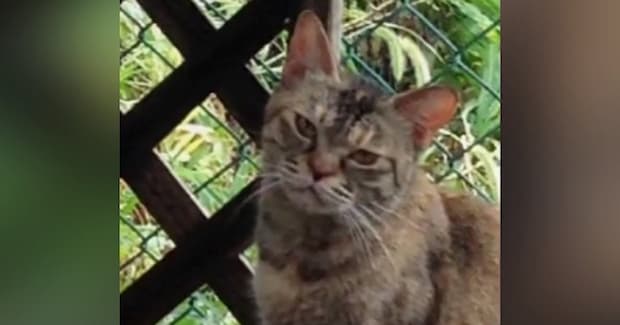 『庭先に通うようになった野良猫』を保護→半年が経つと…心温まる『変化の様子』に感動の声続出「表情が変わった」「すごい涙が出た」