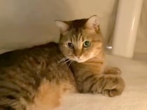 寒い日、コタツに入った猫→おやつの時間になっても出てこなくて…どう見ても『ダメになっている光景』が話題「コタツの住人」「すっかり虜」